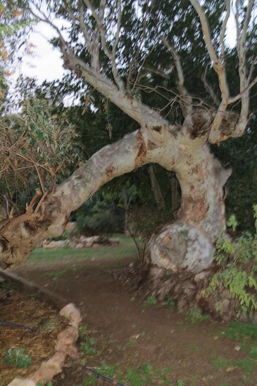 Bentwood Olive Grove Accommodation Greenough Zimmer foto